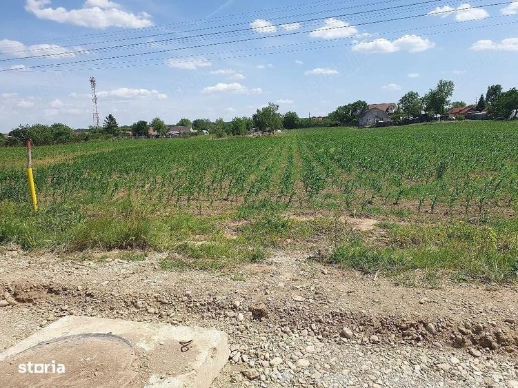 Teren intravilan 1.000 mp | Moara Vlasiei | Strada Berzei - 3