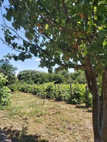 Casă cu 2 camere cu Teren 2200 Mp în Idrici