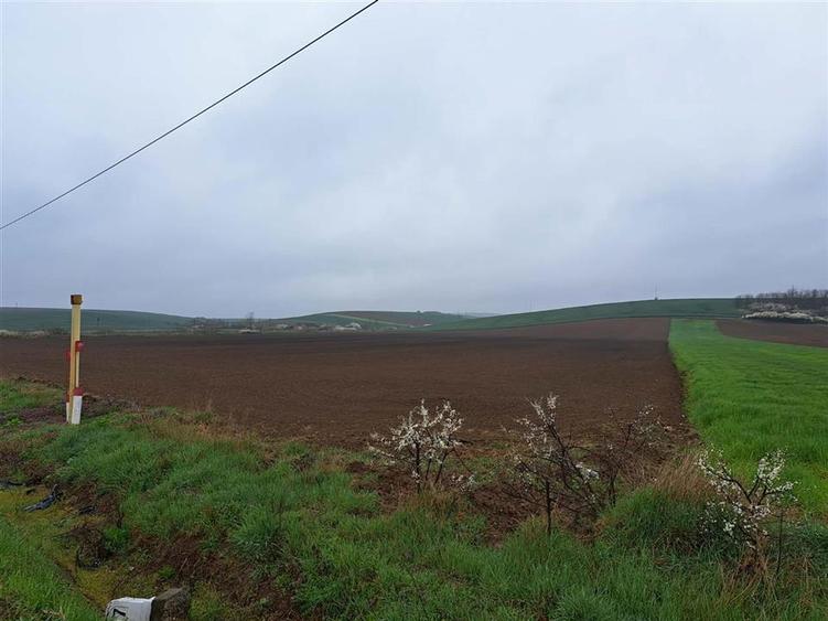 Teren intravilan de 10000 mp, în Viișoara