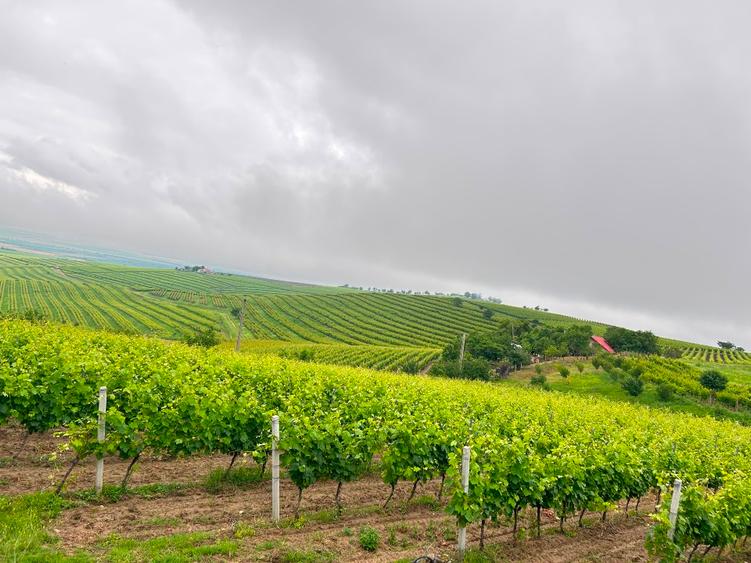Teren agricol extravilan de 3600 mp, în Jugureni