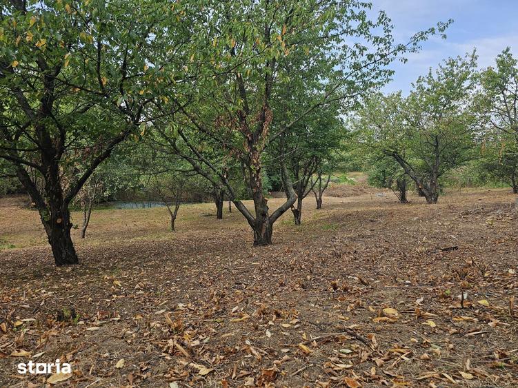 Teren de 1600 mp, în Nicolina