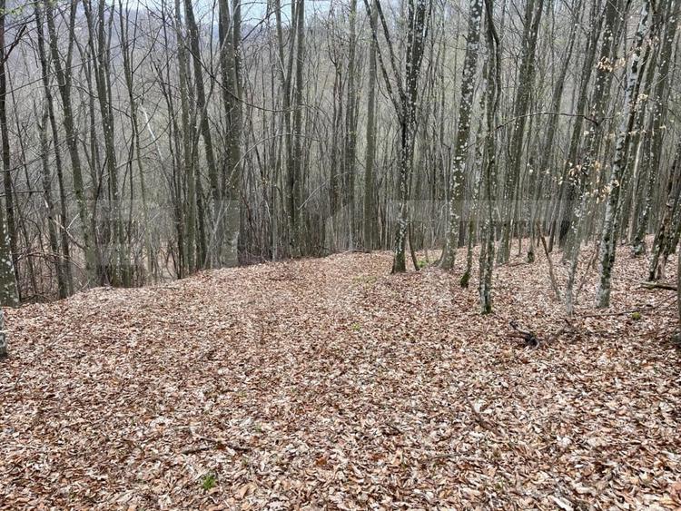 Teren extravilan de 3500 mp, în Aleșd