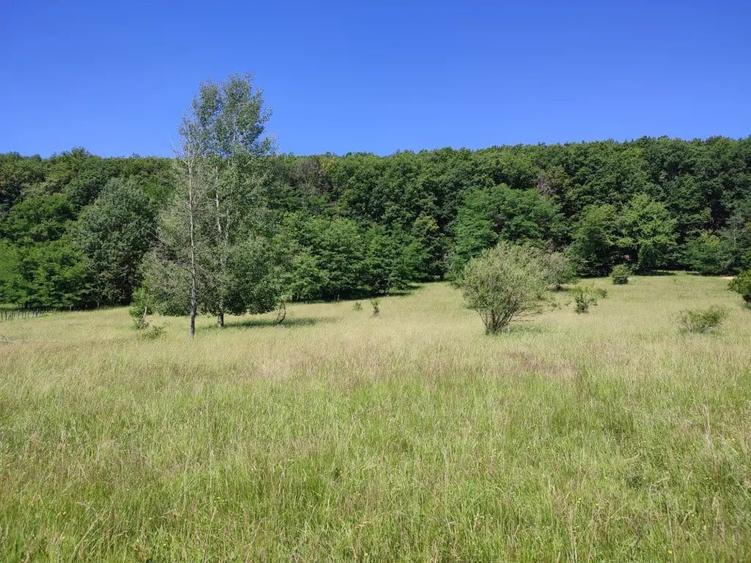 Teren extravilan Pietrosani, Arges - 1