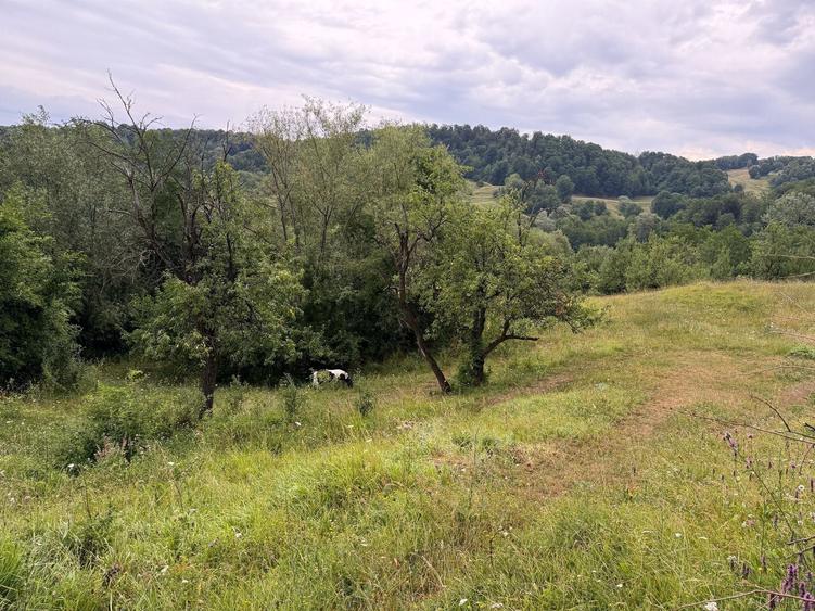 Teren de 2600 mp, în Drajna