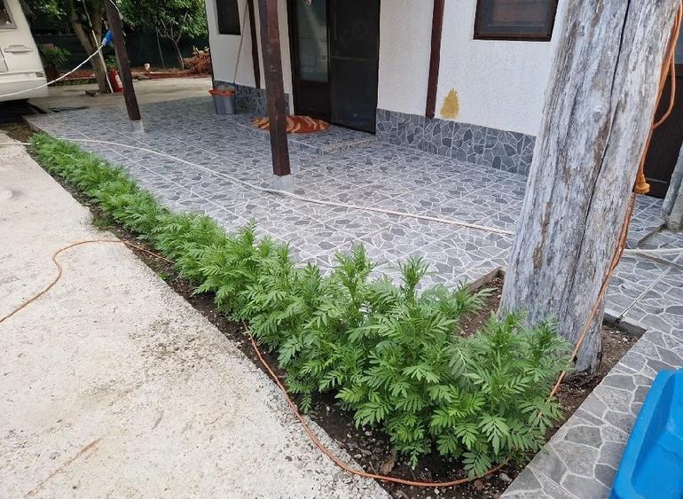 Casă cu Teren 1200 Mp în Schela
