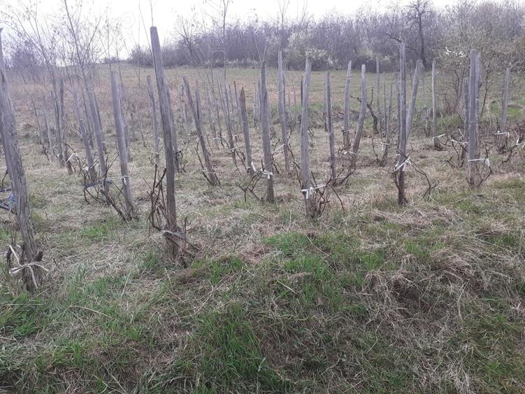 Teren de 760 mp, în Central