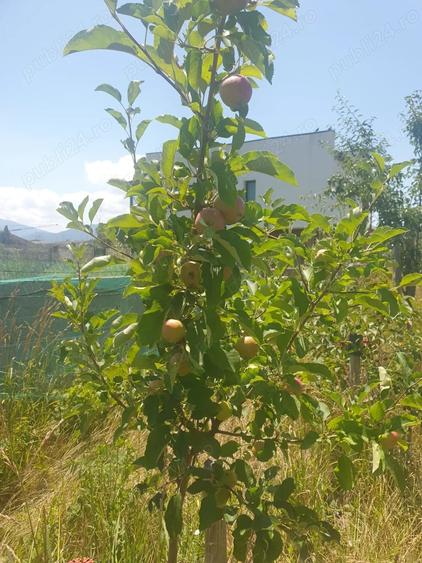 Casă cu Teren 1411 Mp în Sânpetru
