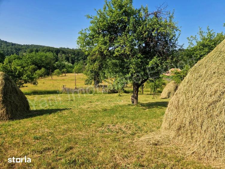Teren de 6041 mp, în Cicănești