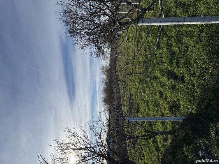 Teren de 1300 mp, în Curtișoara