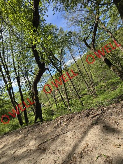 Teren extravilan de 5600 mp, în Filia