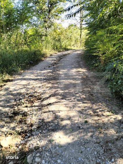 Teren de 10000 mp, în Balșa