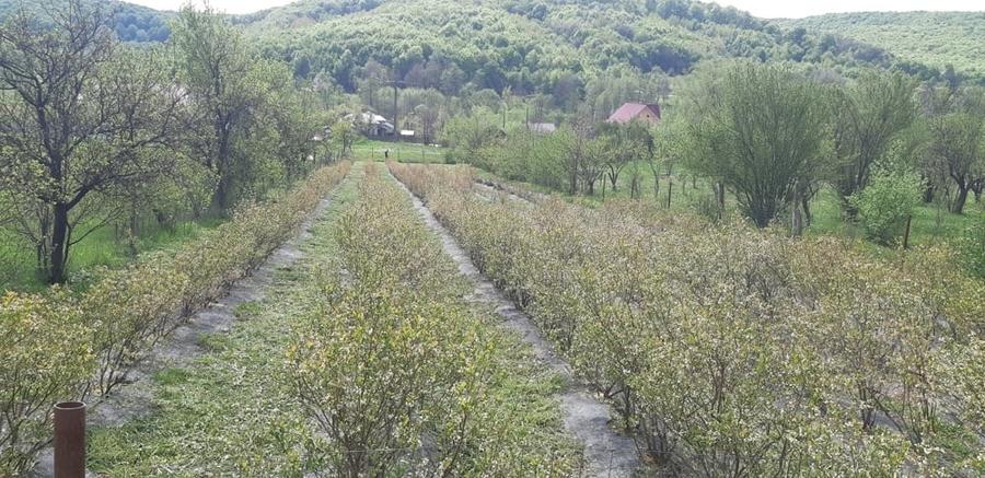 Teren de 3500 mp, în Ștefănești