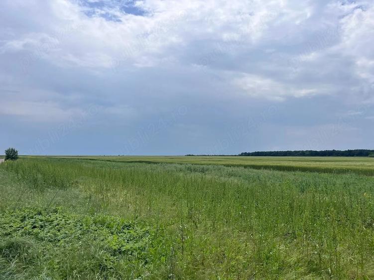 Casă cu 4 camere cu Teren 4200 Mp în Izvoru (Gogoșari)