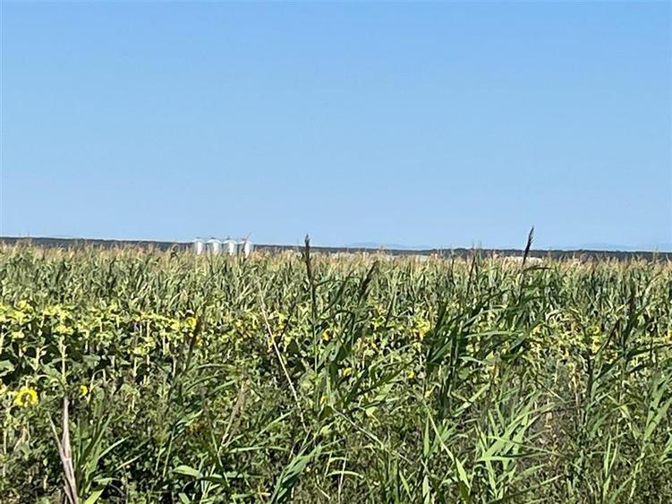 Teren agricol extravilan de 18100 mp, în Tinca