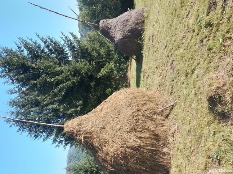 Teren de 10000 mp, în Avram Iancu