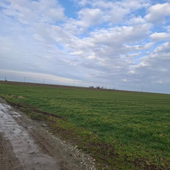 Teren agricol extravilan de 3125 mp, în Corbu