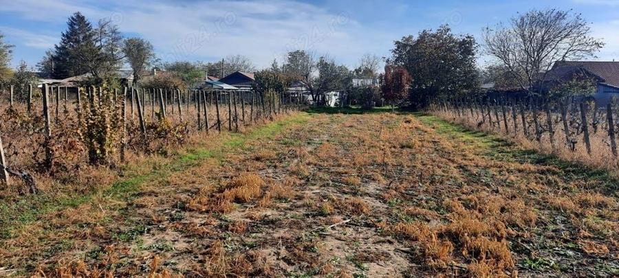 Teren de 1500 mp, în Vânători