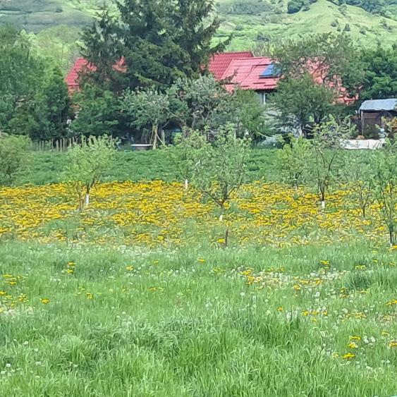 Casă cu Teren 2200 Mp în Central