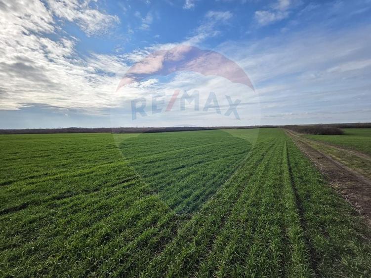 Teren agricol extravilan de 120770 mp, în Giarmata