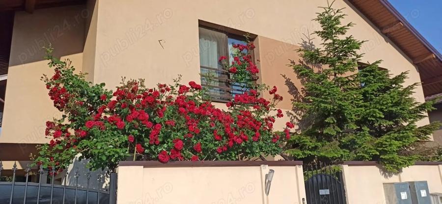 Casă cu 1 camere cu Teren 280 Mp în Olteni