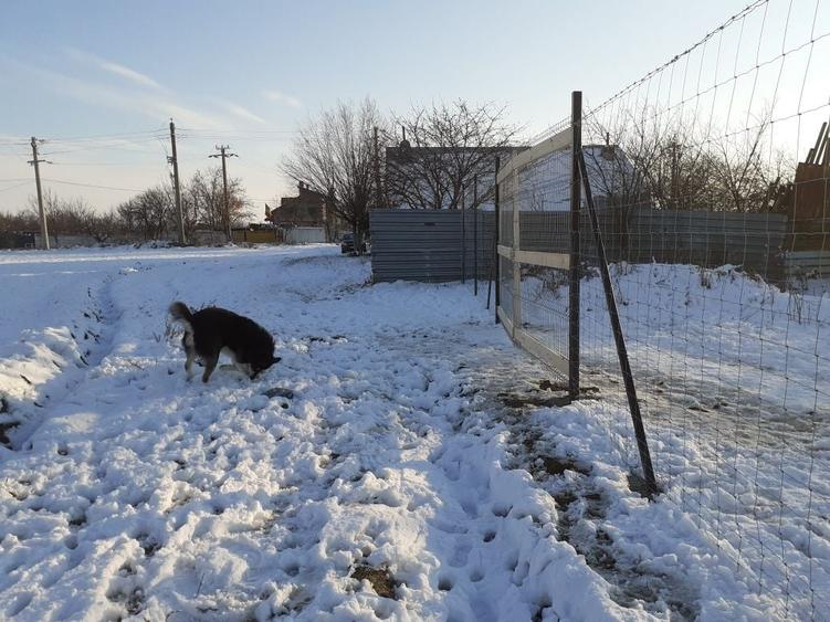 Teren intravilan 500 mp in Glina, Ilfov, langa Bucuresti - 4