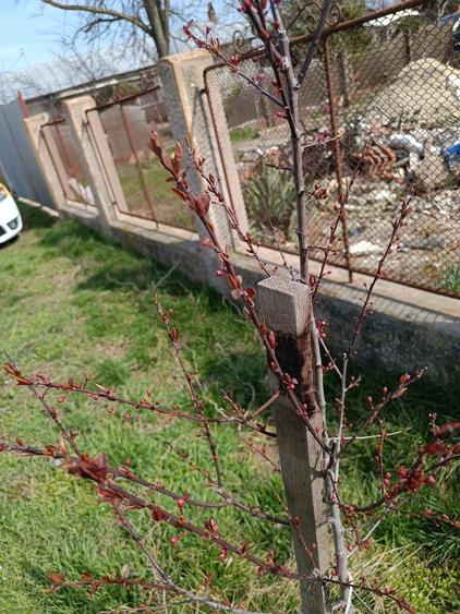 Vand casa Prunaru Teleorman. 45 km de Bucure?ti. - 7