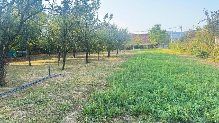 Teren Construcții intravilan de 1200 mp, în Sarasău