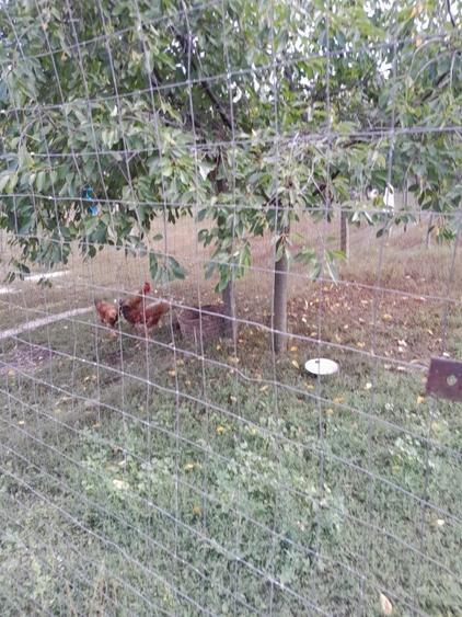 Casă individuală cu 5 camere cu Teren 2500 Mp în Mălăiești