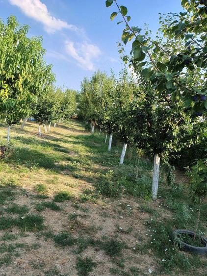 Teren de 1500 mp, în Central