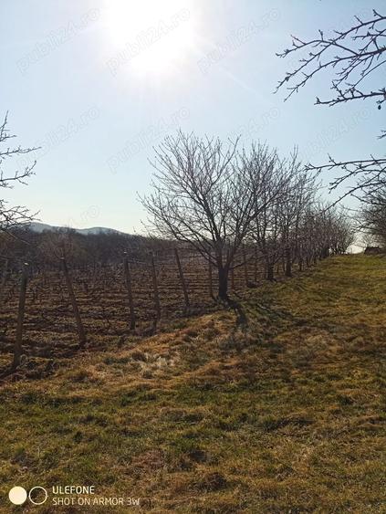 Teren în Goruni