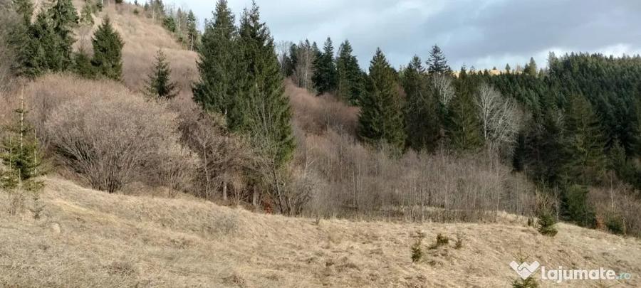 Teren de vanzare Bucovina - 4