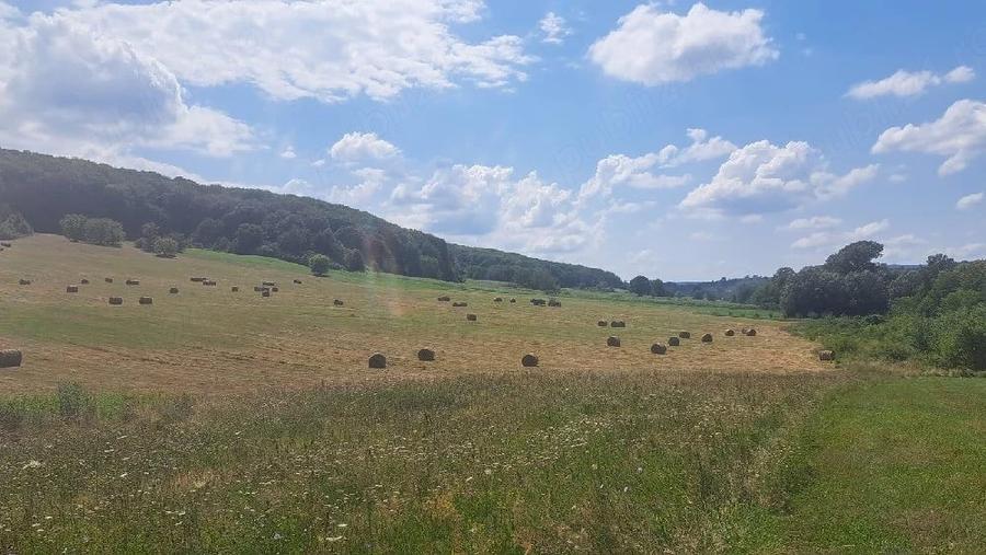 Teren de 200000 mp, în Alimpești