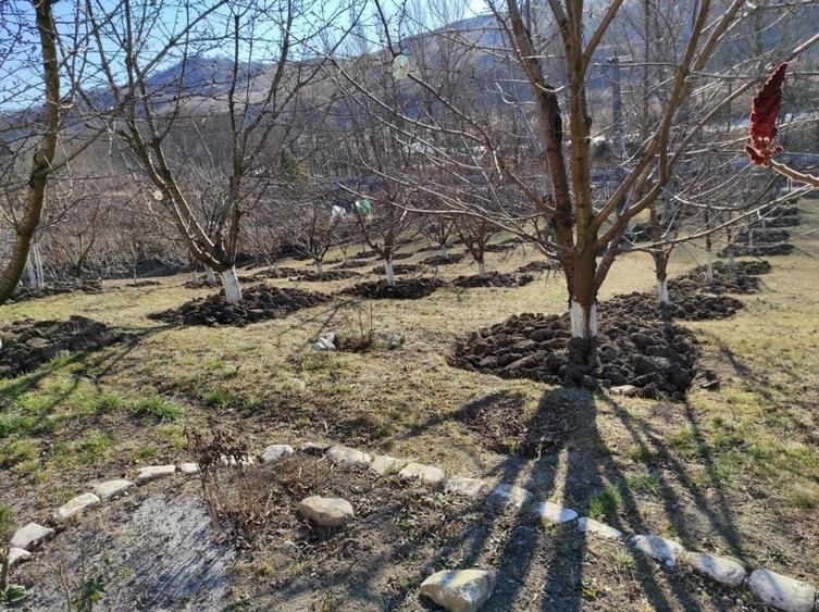 Teren în Trestia