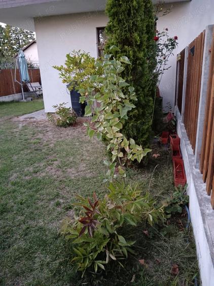 Apartament cu 3 camere decomandat în Ștefănești