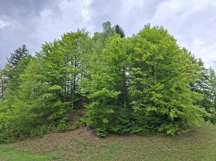 Teren investitii zona rurala - 4