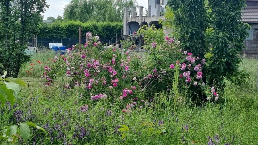 Teren Ciorogarla Magnoliei/Lacului 1606 mp 130.000 Euro