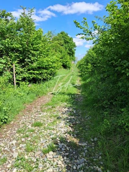Teren agricol extravilan de 5967 mp, în Tălmaciu