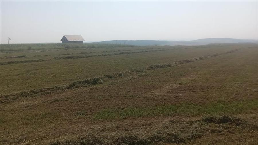 Teren Construcții intravilan de 6600 mp, în Rediu