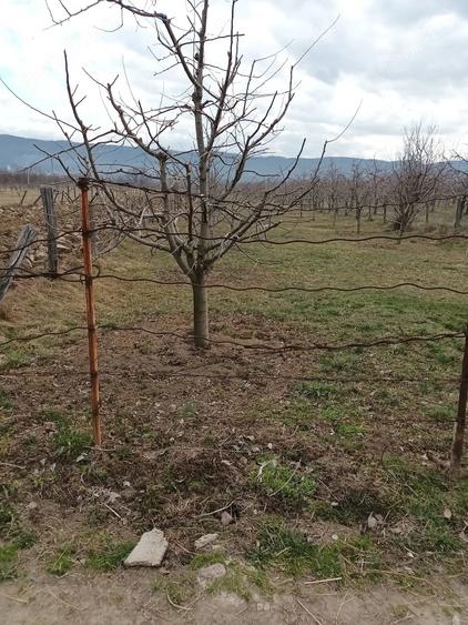 Teren de 2500 mp, în Dragodănești
