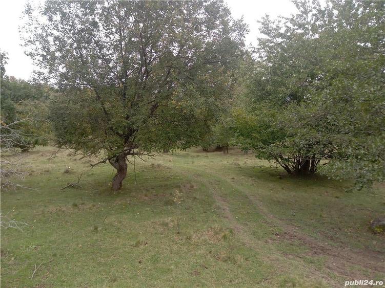 Teren de 16800 mp, în Central