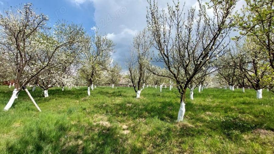 Teren de 5000 mp, în Pietroasa