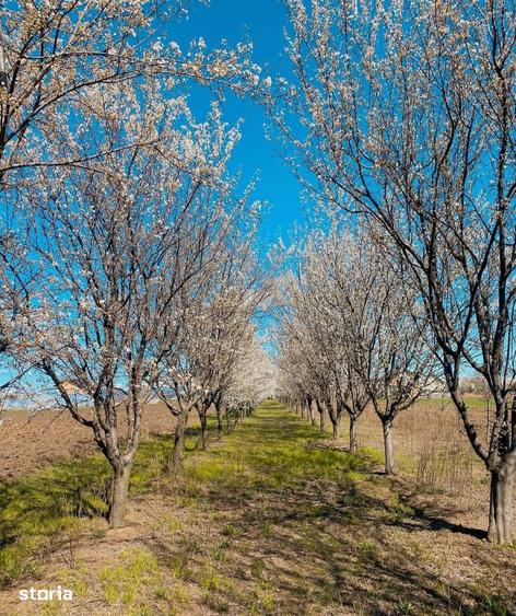 Teren de 7000 mp, în Filipeștii de Târg