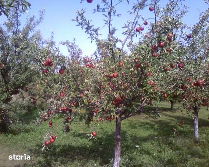 Teren de 1000 mp, în Ciorogârla
