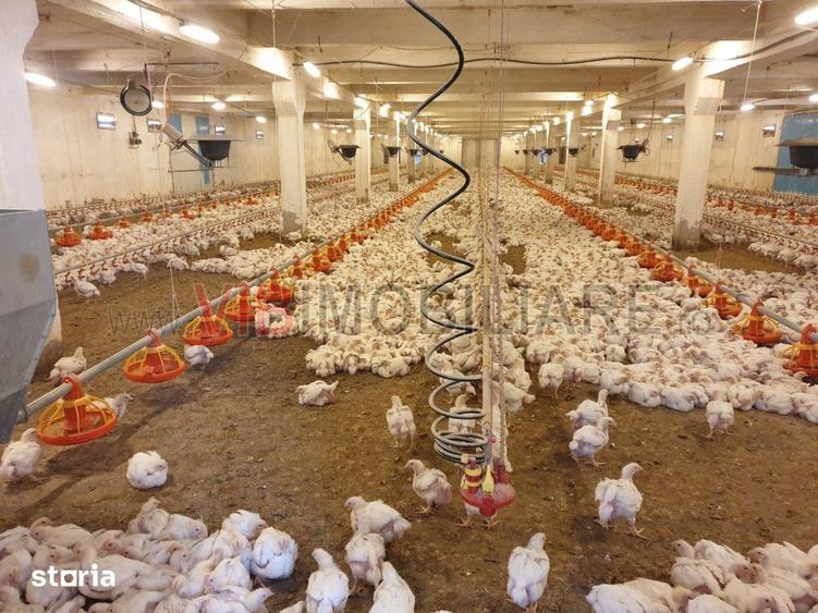 Ferma avicola populata, aparoape de Oradea - 3