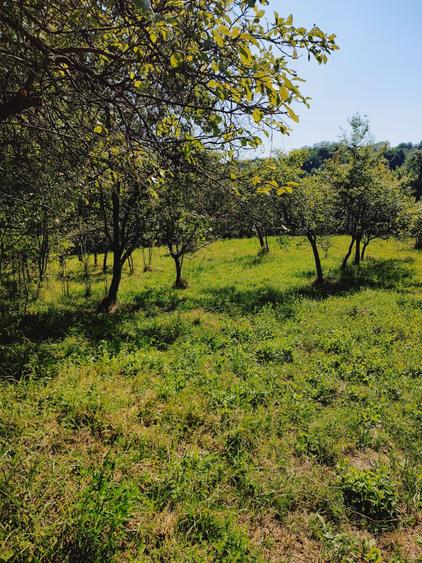 Teren de 2500 mp, în Zmeurătu