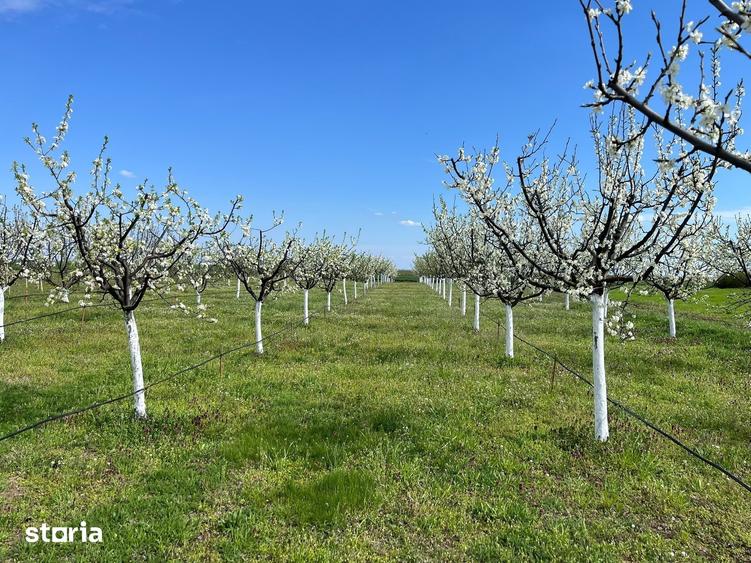 Teren de 3500 mp, în Iosefin