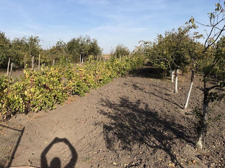 Casă cu 4 camere în Valea Bujorului