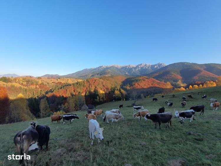 Teren de 500 mp, în Bran