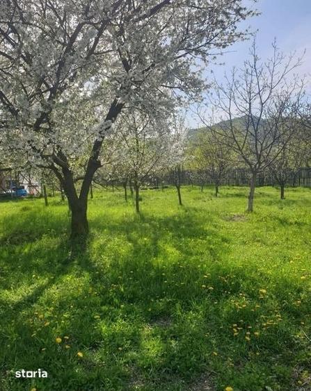 Teren de 750 mp, în Chiojdu