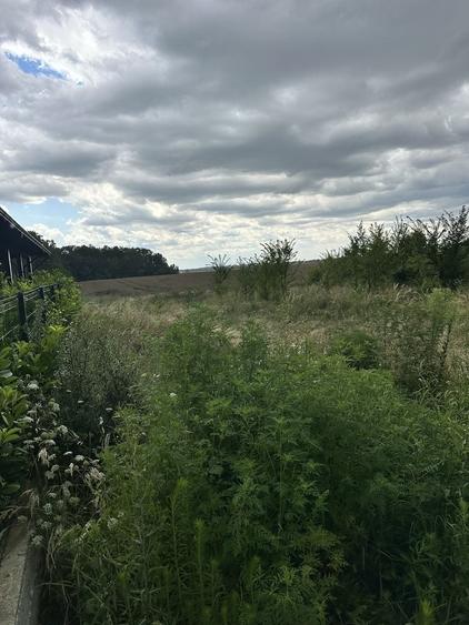 Vand teren 639 mp cu deschidere 19 m langa padurea Paulesti - 3